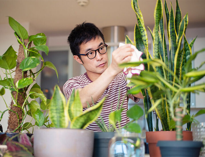 The Ultimate Guide  To Office Plants